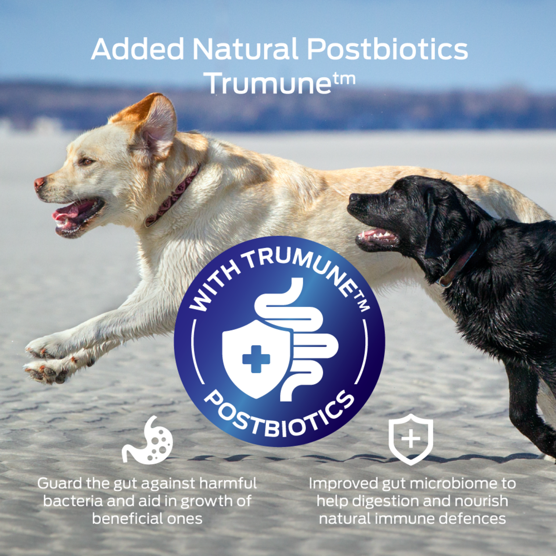 Billy + Margot Adult Air Dried Immunity Bites Hip & Joint