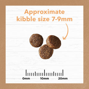 Grain Free Dry Kitten Food Chicken